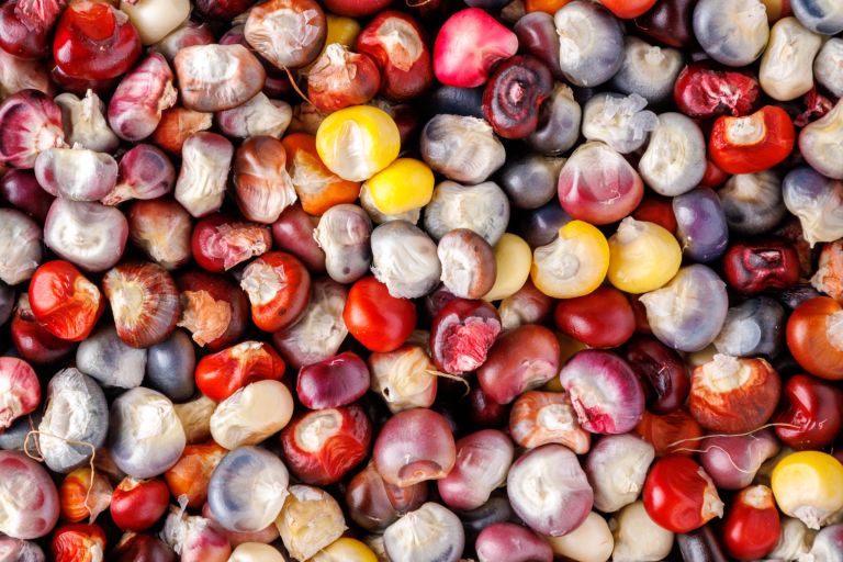 Why you should grow grain corn