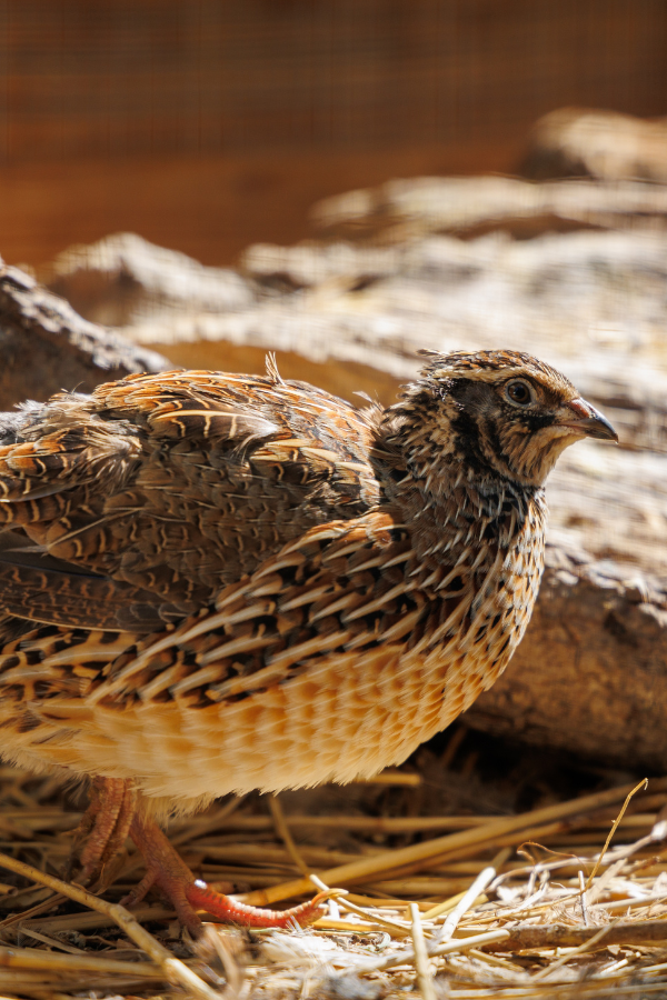 female coturnix quail