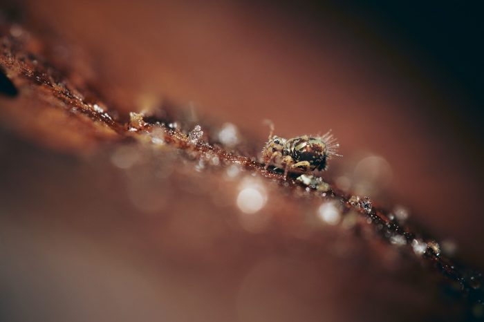Macro photo of a springtail climbing on a piece of wood