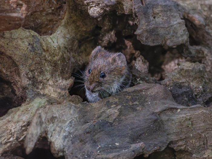 small vole sticking it's head out of a decayed log