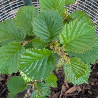 We added "Grand Traverse"  and "The Beast"  hazelnuts to our food garden this week (which is our entire property 😁).

If you are not growing hazelnuts yet, they deserve a spot on your list.

Most people overlook them, but hazelnuts are one of the highest-value perennial crops you can plant. They come back every year, they start producing in two to three years, and once they are established they basically take care of themselves. For the calories, healthy fats, and protein they provide, nothing else in the garden comes close for the amount of effort they require.

We specifically chose Grand Traverse and The Beast because they are bred to resist eastern filbert blight, which is what takes out most standard hazelnut plantings. They also cross-pollinate each other, so you plant one of each and you get full production from both. Better disease resistance, better yields, less heartbreak.

If you are building out a permaculture garden or a food forest, perennial crops like these are what make it sustainable long-term. You plant them once and they feed you for decades.

That is the kind of gardening I want to be doing more of.
