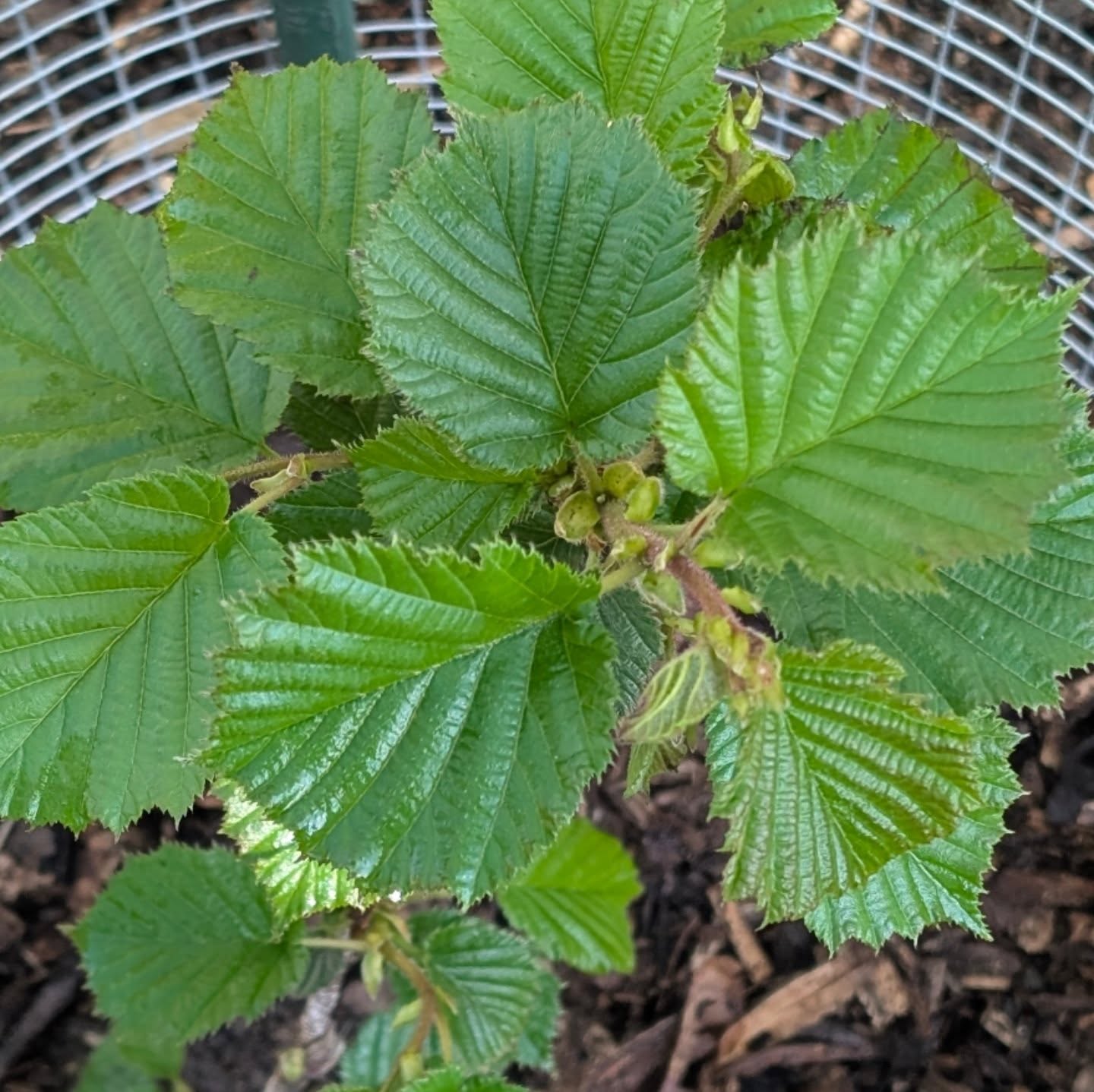 We added "Grand Traverse"  and "The Beast"  hazelnuts to our food garden this week (which is our entire property 😁).

If you are not growing hazelnuts yet, they deserve a spot on your list.

Most people overlook them, but hazelnuts are one of the highest-value perennial crops you can plant. They come back every year, they start producing in two to three years, and once they are established they basically take care of themselves. For the calories, healthy fats, and protein they provide, nothing else in the garden comes close for the amount of effort they require.

We specifically chose Grand Traverse and The Beast because they are bred to resist eastern filbert blight, which is what takes out most standard hazelnut plantings. They also cross-pollinate each other, so you plant one of each and you get full production from both. Better disease resistance, better yields, less heartbreak.

If you are building out a permaculture garden or a food forest, perennial crops like these are what make it sustainable long-term. You plant them once and they feed you for decades.

That is the kind of gardening I want to be doing more of.