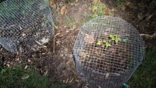 ❄️ FROST ADVISORY ❄️

If you have small plants or trees with tender leaves or newly planted rootstock like these raspberry bushes, and you're under a frost advisory like we are, now's the time to cover them! 

Frost cloth, old sheets, or buckets work great to keep the warmth in.

If it's not in the ground, bring it inside!