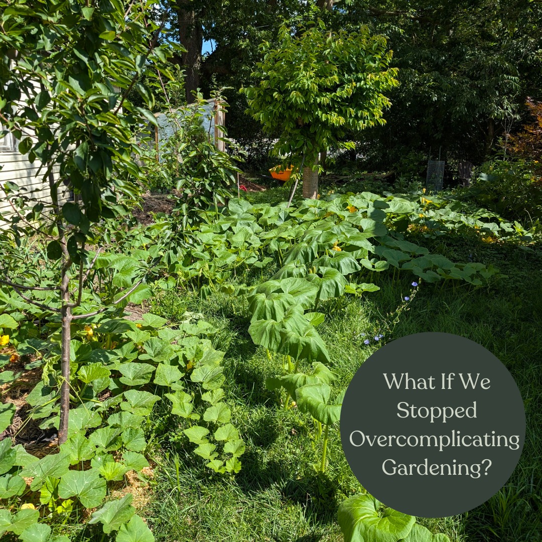 Why do we make gardening so complicated?

Raised beds, perfect rows, expensive soil, special fertilizers—when did growing food turn into a science project?

Our ancestors didn’t have garden centers. They just… planted things. 🌱

Instead of overcomplicating it, try this:
✔️ Throw down some seeds and see what happens
✔️ Skip the perfect rows—nature doesn’t grow in straight lines
✔️ Let plants work together (companion planting is a game-changer)
✔️ Mulch and forget it—seriously, nature does most of the work

Gardening should be fun, not stressful. Give yourself permission to experiment and learn as you go. 🌿

💬 Tell me—what’s the easiest thing you’ve ever grown? 

#SimpleGardening #RegenerativeFarming #GrowYourOwnFood