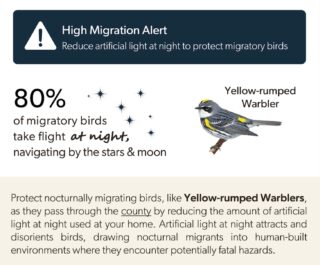 Here are some of the birds moving over right now, so turn off your lights at night!

This applies to much of the Great Lakes area and Midwest in general.

Yellow-rumped Warbler 
Palm Warbler
Black-and-white Warbler 
Nashville Warbler
Orange-crowned Warbler 
Pine Warbler
Black-throated Green Warbler 
Yellow Warbler
Blue-headed Vireo 
Yellow-throated Vireo 
White-eyed Vireo
Ruby-crowned Kinglet 
Golden-crowned Kinglet 
Blue-gray Gnatcatcher
Brown Creeper
Winter Wren
White-throated Sparrow 
White-crowned Sparrow 
Fox Sparrow
Savannah Sparrow 
Swamp Sparrow
Field Sparrow
Vesper Sparrow 
Hermit Thrush
American Robin 
Eastern Towhee
Yellow-bellied Sapsucker 
Northern Flicker
Blue-winged Teal 
Wood Duck
Gadwall
American Wigeon 
Lesser Scaup
Great Blue Heron 
Great Egret
Broad-winged Hawk 
Sharp-shinned Hawk
Cooper’s Hawk
Osprey
Greater Yellowlegs
Lesser Yellowlegs 
Solitary Sandpiper 
Pectoral Sandpiper 
Killdeer
Red-winged Blackbird 
Rusty Blackbird
Eastern Phoebe 
Song Sparrow