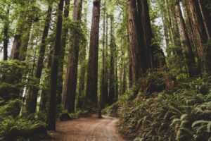 Read more about the article Why Old-Growth Forests Matter (And Why You Should Care)