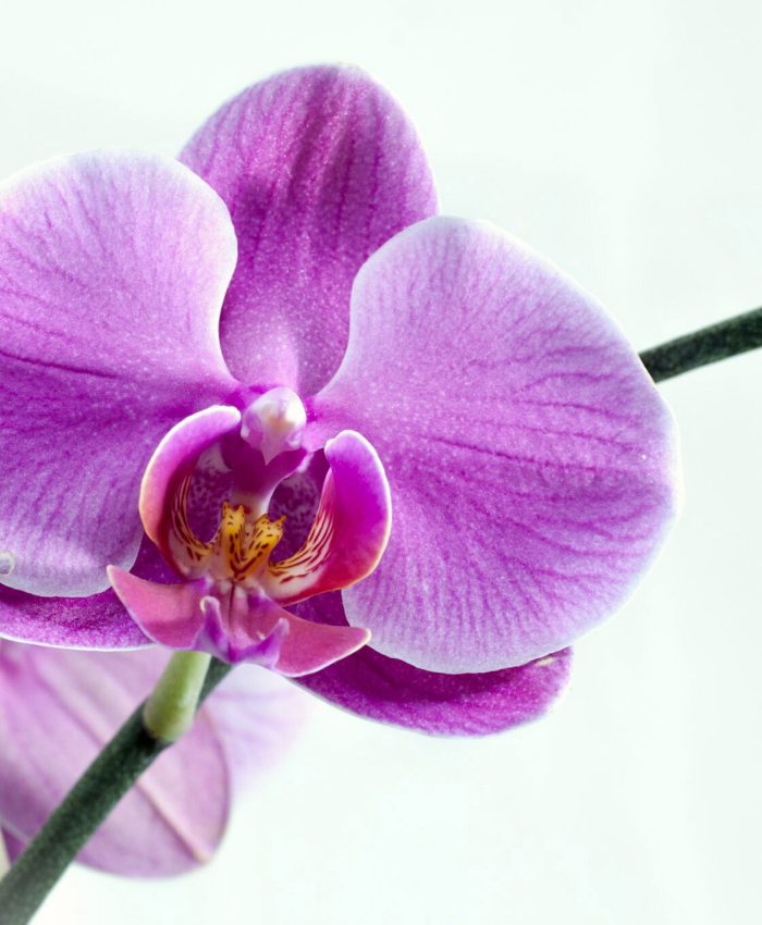 Orchids for the non green thumb