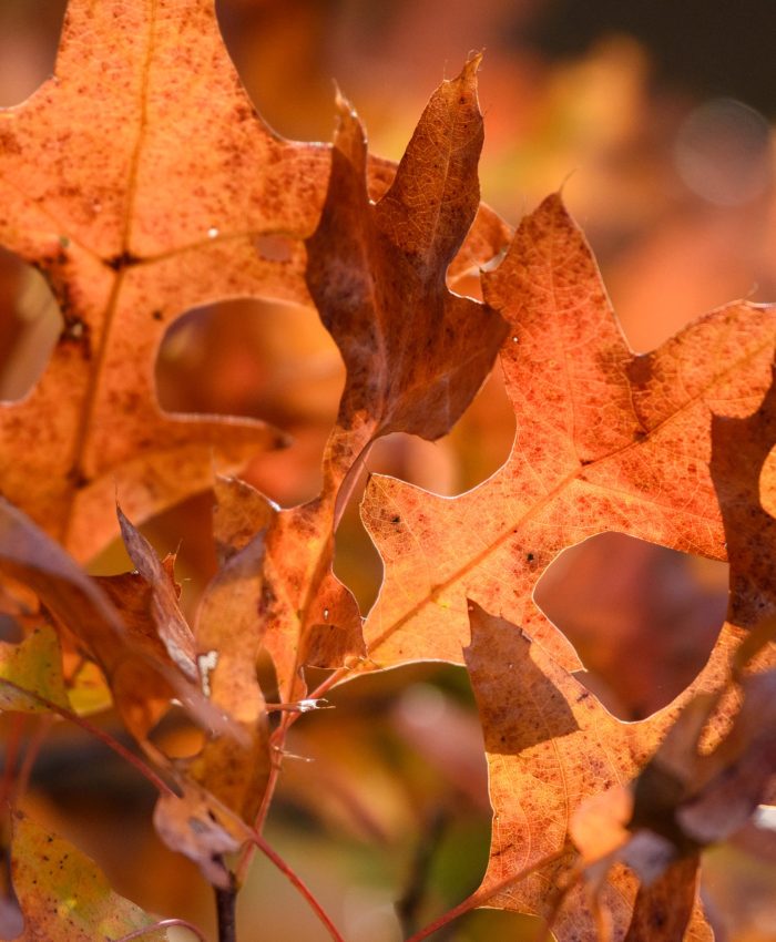 The Benefits of Leaving Leaves on the Ground Through Winter