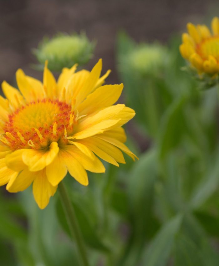 The Benefits of Planting Native Plants on Your Property