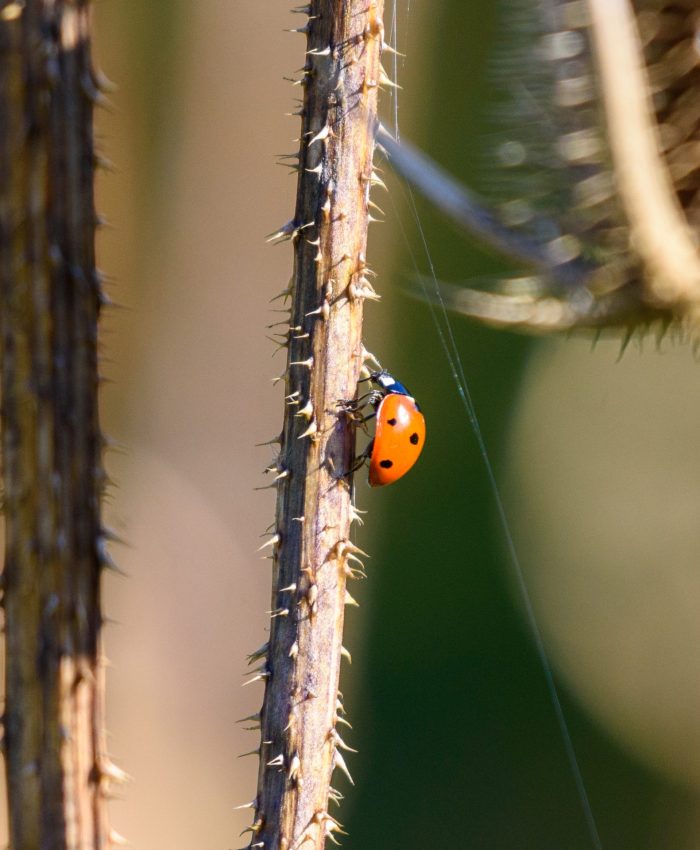 Creatures that are beneficial to the environment