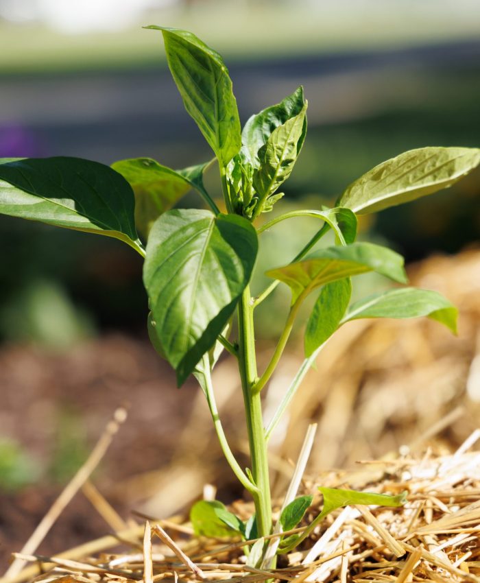 Guide to planting your garden