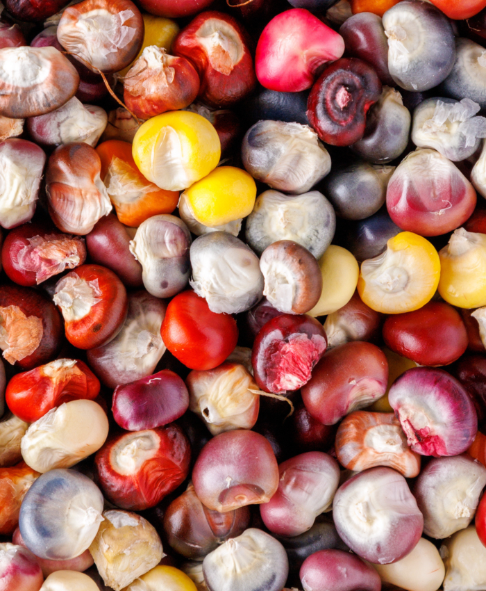 Why you should grow grain corn