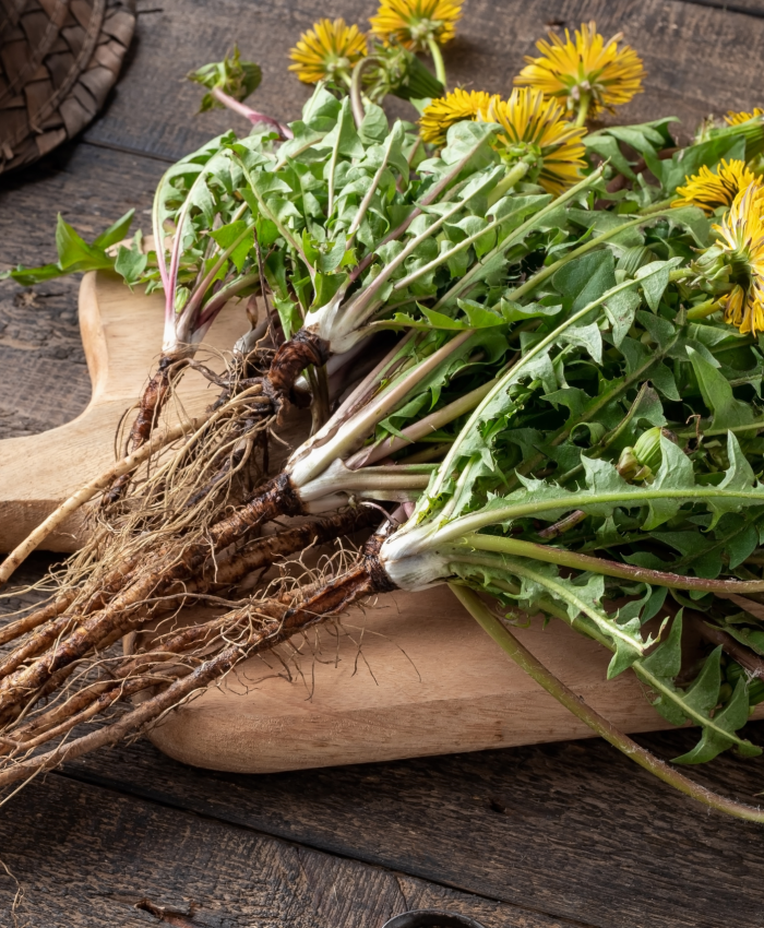 Dandelion – One of nature’s most versatile “weeds”